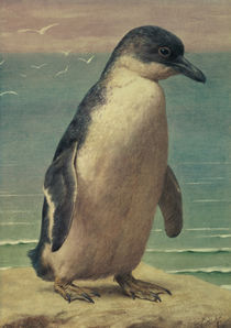 Study of a Penguin von Henry Stacey Marks