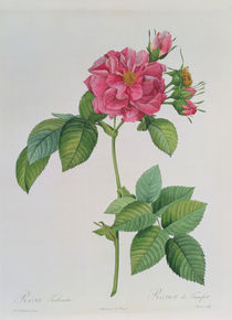 Rosa Turbinata, from ,Les Roses' by Pierre Joseph Redoute