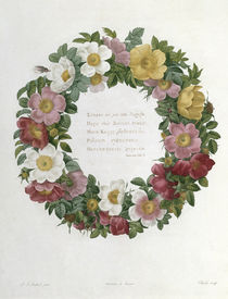 Christmas Roses by Pierre Joseph Redoute