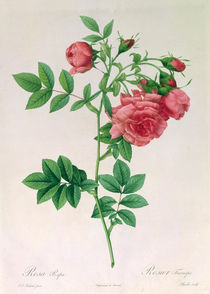 Rosa Rapa von Pierre Joseph Redoute