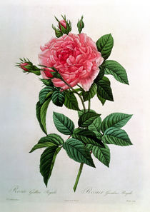 Rosa Gallica Regallis, from 'Les Roses' von Pierre Joseph Redoute