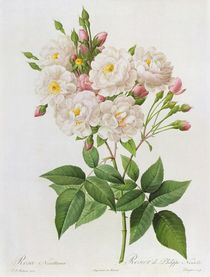 Rosa Noisettiana, from'Les Roses' by Pierre Joseph Redoute