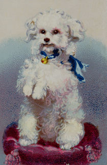 Poodle with blue ribbon by English School