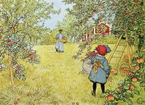 The Apple Harvest von Carl Larsson