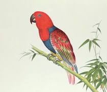 Electus Parrot, on a bamboo shoot von Qing Dynasty Chinese School