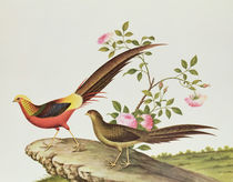A golden pheasant, Ch'ien-lung period by Qing Dynasty Chinese School
