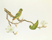 Blue-crowned parakeet, hanging on a magnolia branch by Qing Dynasty Chinese School