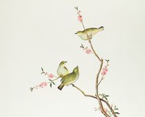 White-Eye bird, Ch'ien-lung period von Qing Dynasty Chinese School