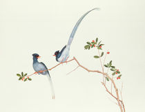 Red-billed blue magpies, on a branch with red berries by Qing Dynasty Chinese School