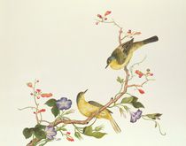 Yellow Wagtail with blue head von Qing Dynasty Chinese School