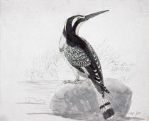 Black and White Kingfisher by Thomas Bewick