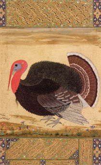 A turkey-cock, brought to Jahangir from Goa in 1612 by Mansur