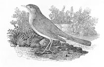 The Nightingale from the 'History of British Birds' Volume I by Thomas Bewick