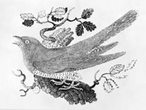 The Cuckoo from the 'History of British Birds' Volume I von Thomas Bewick