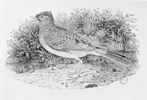 The Skylark from the 'History of British Birds' Volume I by Thomas Bewick