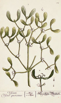 Mistletoe from 'A Curious Herbal' by Elizabeth Blackwell