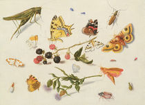 Study of Insects, Flowers and Fruits von Ferdinand van Kessel