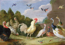 Wooded Landscape with a Cock by Jan van, the Elder Kessel