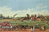 A Cotton Plantation on the Mississippi - the Harvest by William Aiken Walker
