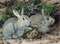 Rabbits von John Sherrin