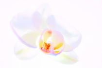Orchideen Traum 2 by Andreas Hoops
