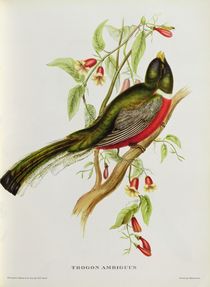Trogon Ambiguus from 'Tropical Birds' by John Gould