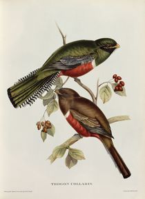 Trogon Collaris from 'Tropical Birds' by John Gould