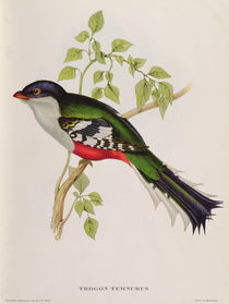 Trogon Temnurus from 'Tropical Birds' by John Gould