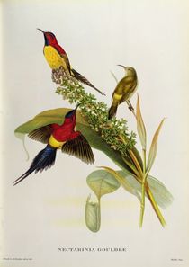 Nectarinia Gouldae from 'Tropical Birds' by John Gould