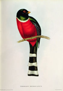 Trogon Mexicanus by John Gould