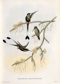Spathura Solstitialis von John Gould