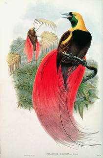 Bird of Paradise, engraved by T. Walter by John & Hart, William Gould