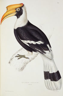 Buceros Cavatus, from 'A Century of Birds from the Himalaya Mountains' by Elizabeth Gould