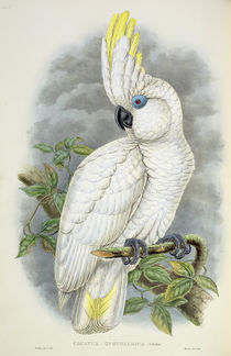 Blue-Eyed Cockatoo by William Hart