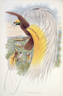Bird of Paradise, from 'Birds of New Guinea' von John & Hart, William Gould