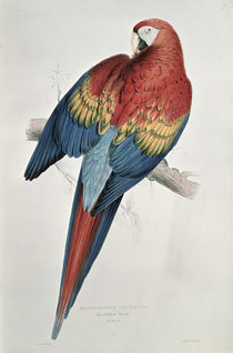 Red and Yellow Macaw von Edward Lear