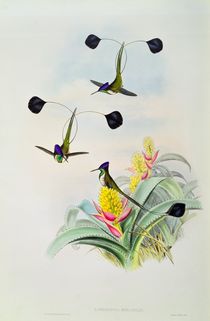 Hummingbird, engraved by Walter and Cohn von John & Richter, Henry Constantine Gould