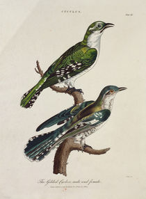 Gilded Cuckoo, Male and Female von English School