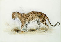The Leopard by Edward Lear
