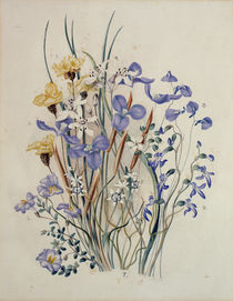 Spring Flowers, 19th century von Caroline Louisa Meredith