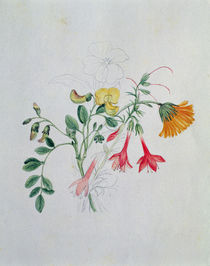 Broom and Marigolds by Caroline Louisa Meredith