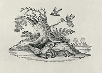 A Civet with a Cockerel from 'History of Quadrupeds' by Thomas Bewick