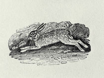The Hare from 'History of British Birds and Quadrupeds' von Thomas Bewick