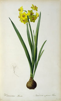 Narcissus Lazetta, from `'Plantae Selectae' by Christoph Jakob Trew by Pierre Joseph Redoute