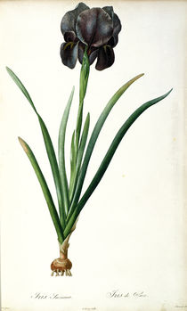 Iris Luxiana, from `Les Liliacees' by Pierre Joseph Redoute