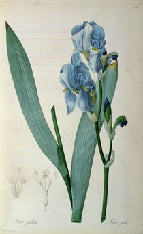 Iris Pallida, from `Les Liliacees' by Pierre Joseph Redoute