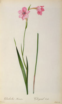 Gladiolus Hirsulus, from `Les Liliacees' by Pierre Joseph Redoute