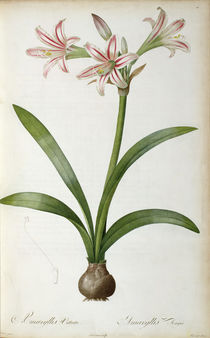 Amaryllis Vittata, from `Les Liliacees' by Pierre Redoute von Pierre Joseph Redoute