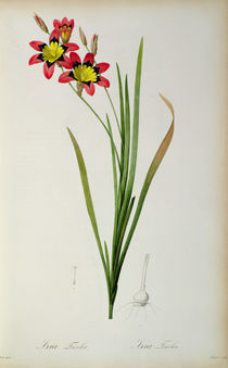 Ixia Tricolor, from `Les Liliacees' von Pierre Joseph Redoute