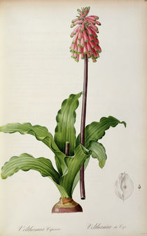 Veltheimia Capensis, from `Les Liliacees' by Pierre Joseph Redoute